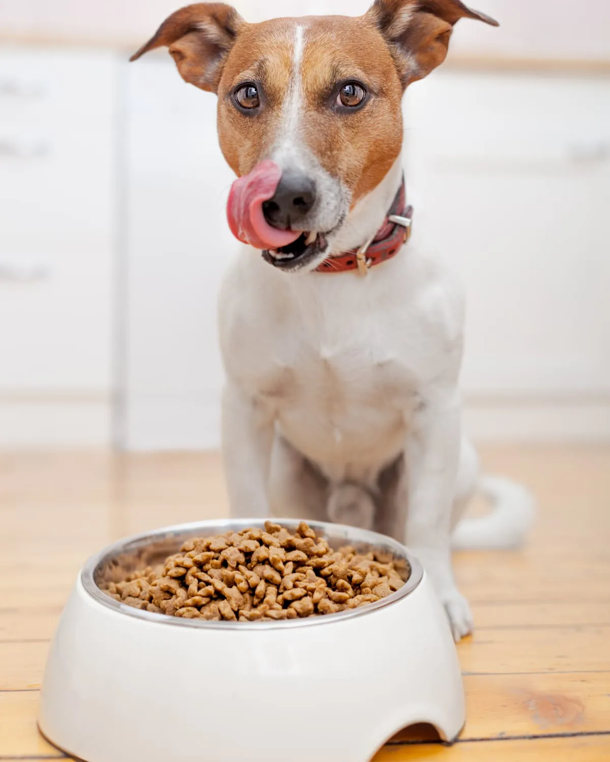 Dog licking its lips beside a full bowl of kibble