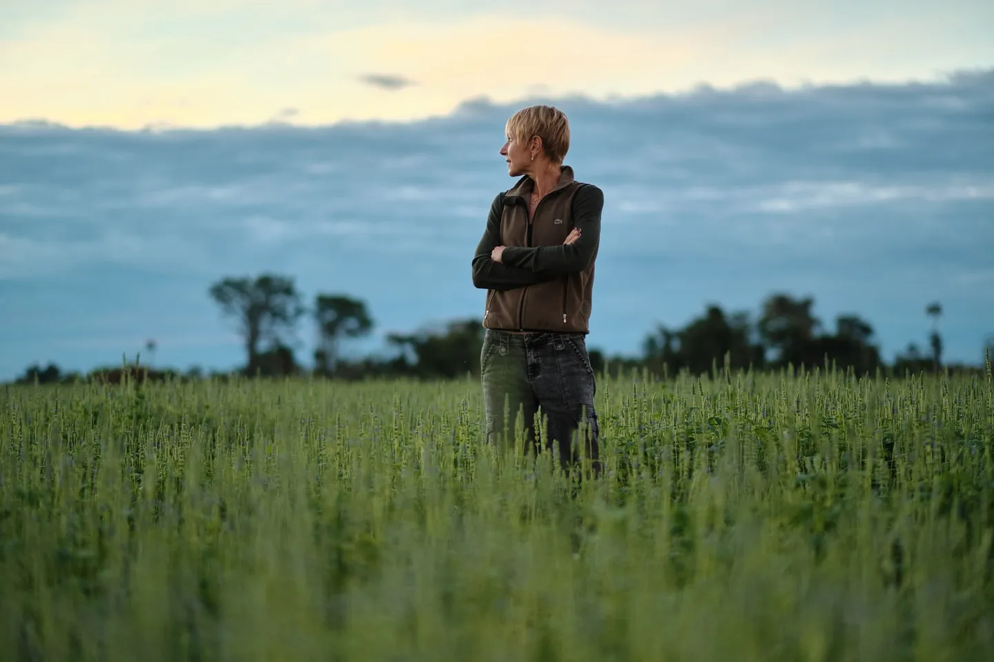 A farmer standing in a chia field at dusk