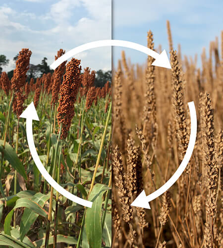 Sustainability - Benexia