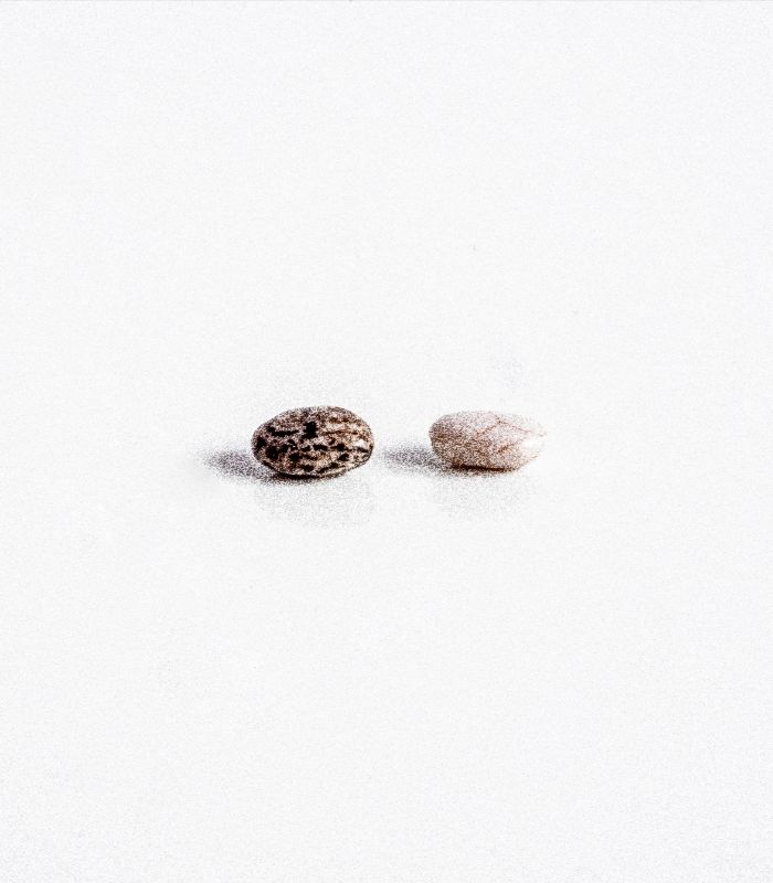 XIA Seeds